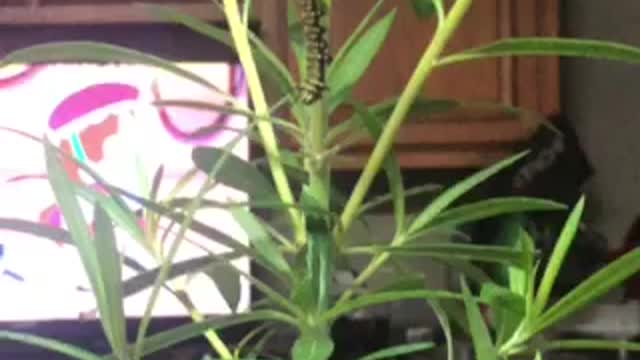 Monarch falls while trying to make chrysalis