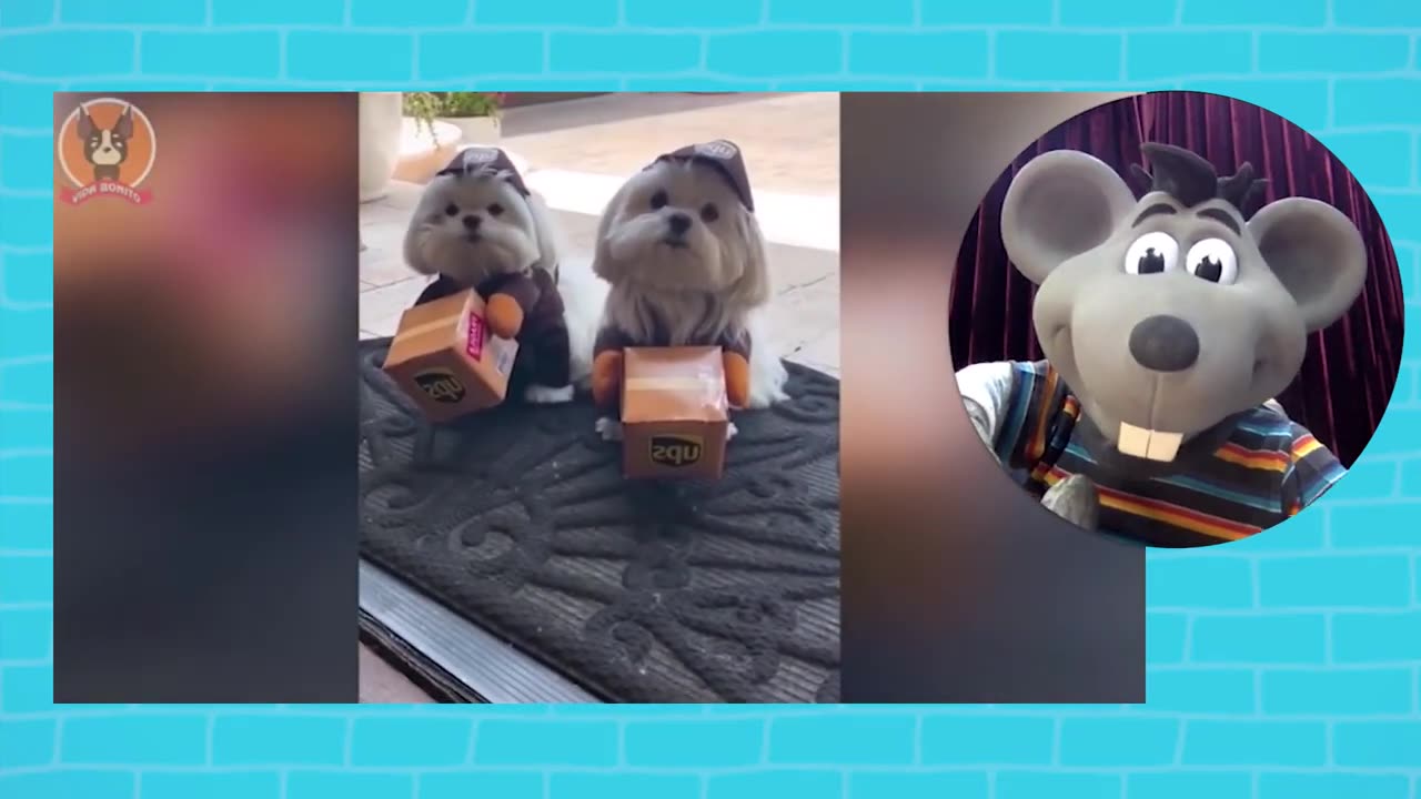 RECOGNIZE funny animals in 2023