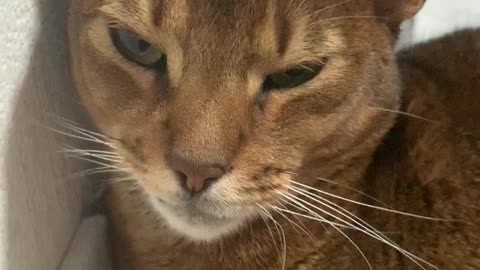 Levon cat