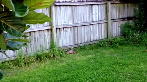 Armadillo Goes for a Swim