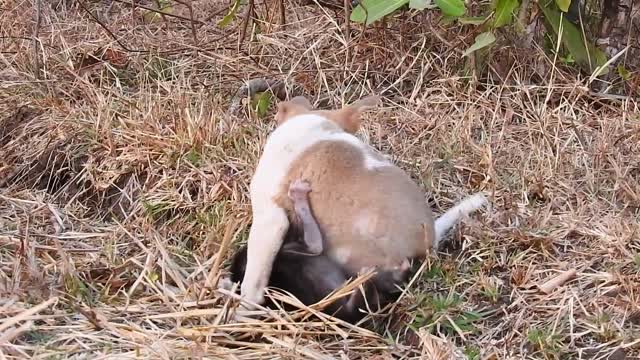 Puppy loves baby monkey