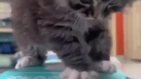 Amazing cat 🐈 trending video