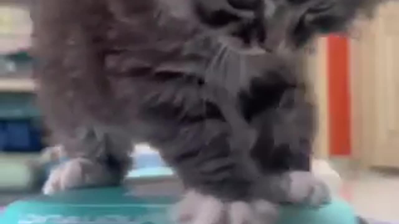 Amazing cat 🐈 trending video