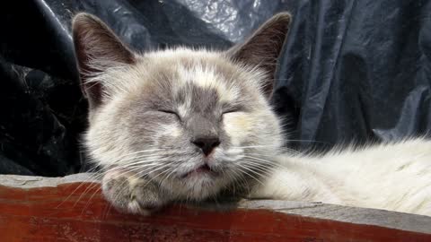 Cute Brown Cat