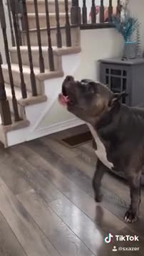 Dog Cries When Alexa Says He's A Bad Boy