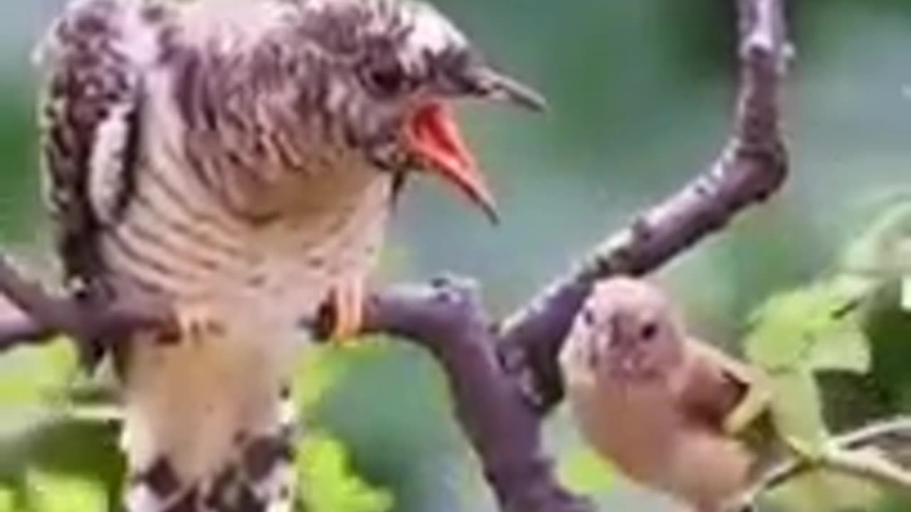 Bird Feeding Food to Elderly Mother #shorts #viral #shortsvideo #video