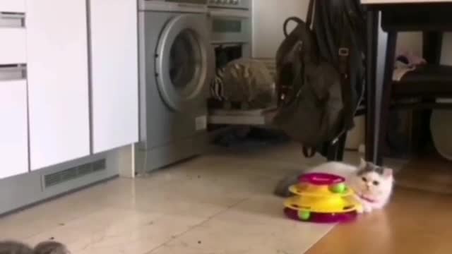 Cats and their favorite toys