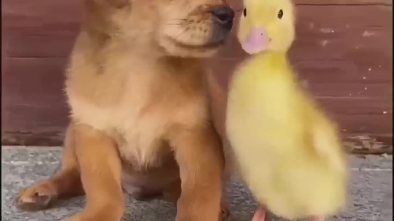 Funny Animal Video