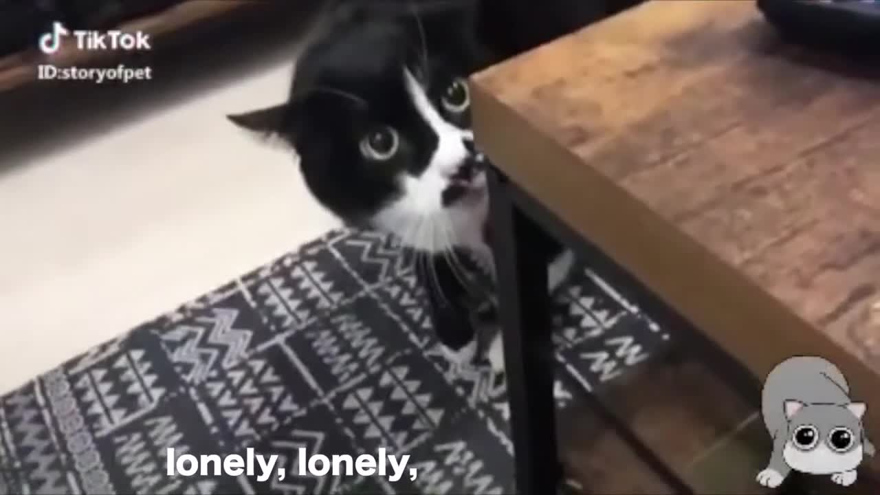 Very cute cats talking!!