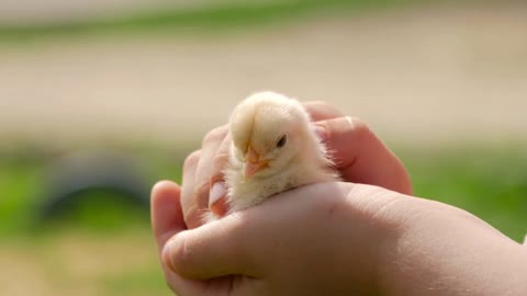 Newborn chicken in children hands