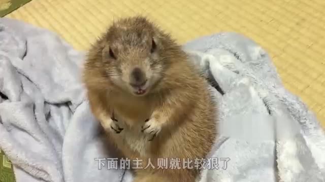 cute groundhog