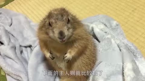 cute groundhog