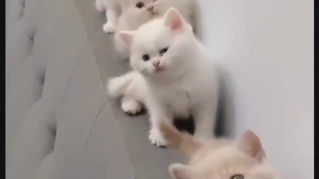 Cat cute video