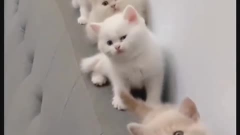 Cat cute video