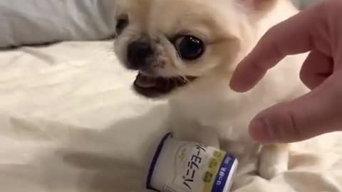 Small Dog Protects Yogurt