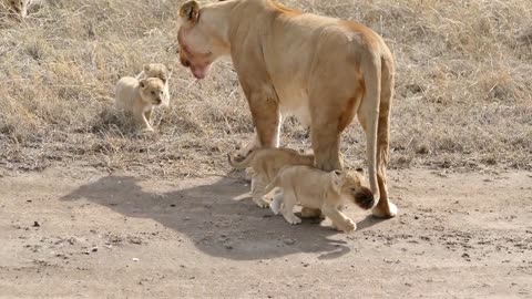 ADORABLE! SIX LION CUBS enjoy their first outdoor adventure0022221