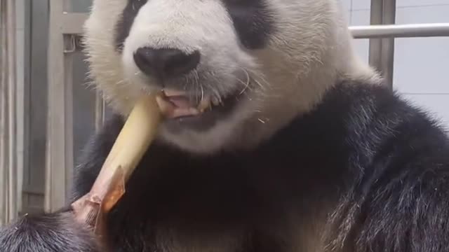 Chinese giant panda