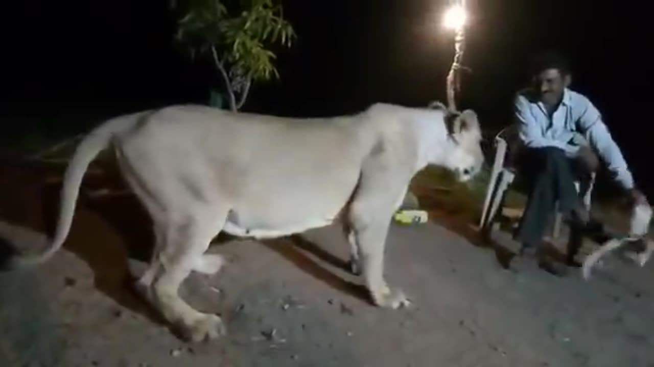 Another video of illegal lion show in Gir goes viral