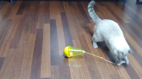 a cat playing with toys