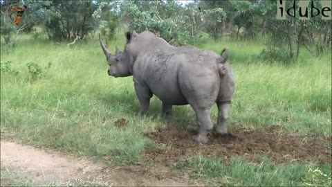 A Hippopotomus Pooping