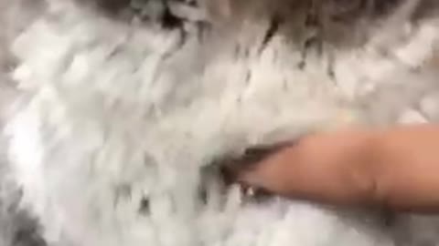 Try Not To Laugh Watching Funny Animals | Funny Animals 2021