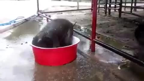 Baby elephant funny bath tap