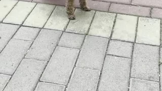 naughty puppy