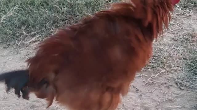Amazing Rooster video