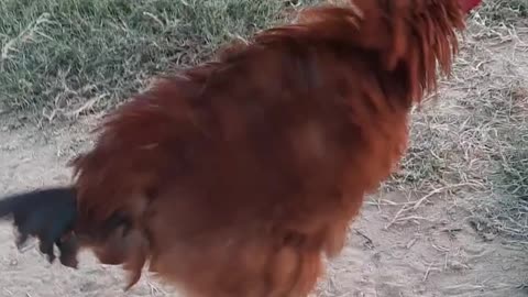 Amazing Rooster video