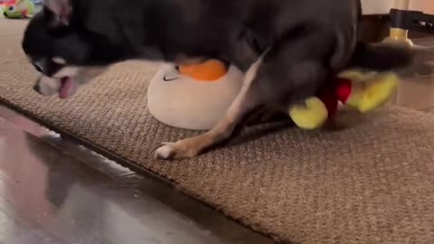 shorts_#reels_#funnyanimals_#funnyvideo_#funnyanimals_#meme_#dogs_#cats_#pet_##funnymemes_#an
