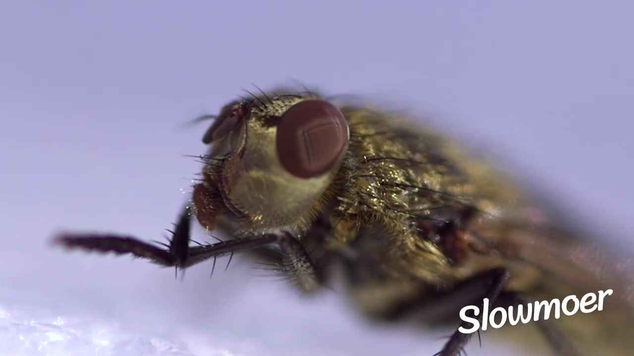 (slow motion) Fly in a way you have never seen it (slow motion)