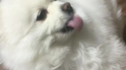Cute behavior of dogs.