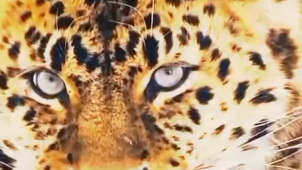 Wildlife life, All big dangerous cats | جنگلی حیات کی زندگی تمام بڑی خطرناک بلیاں