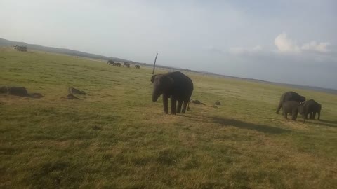 One Minute of Elephant Safari