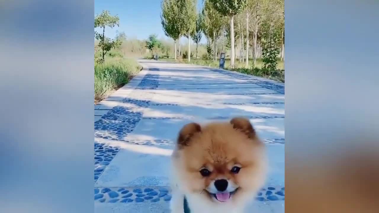 Silly Funny Animals