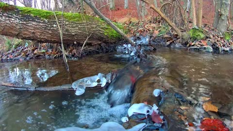 River in the Forest