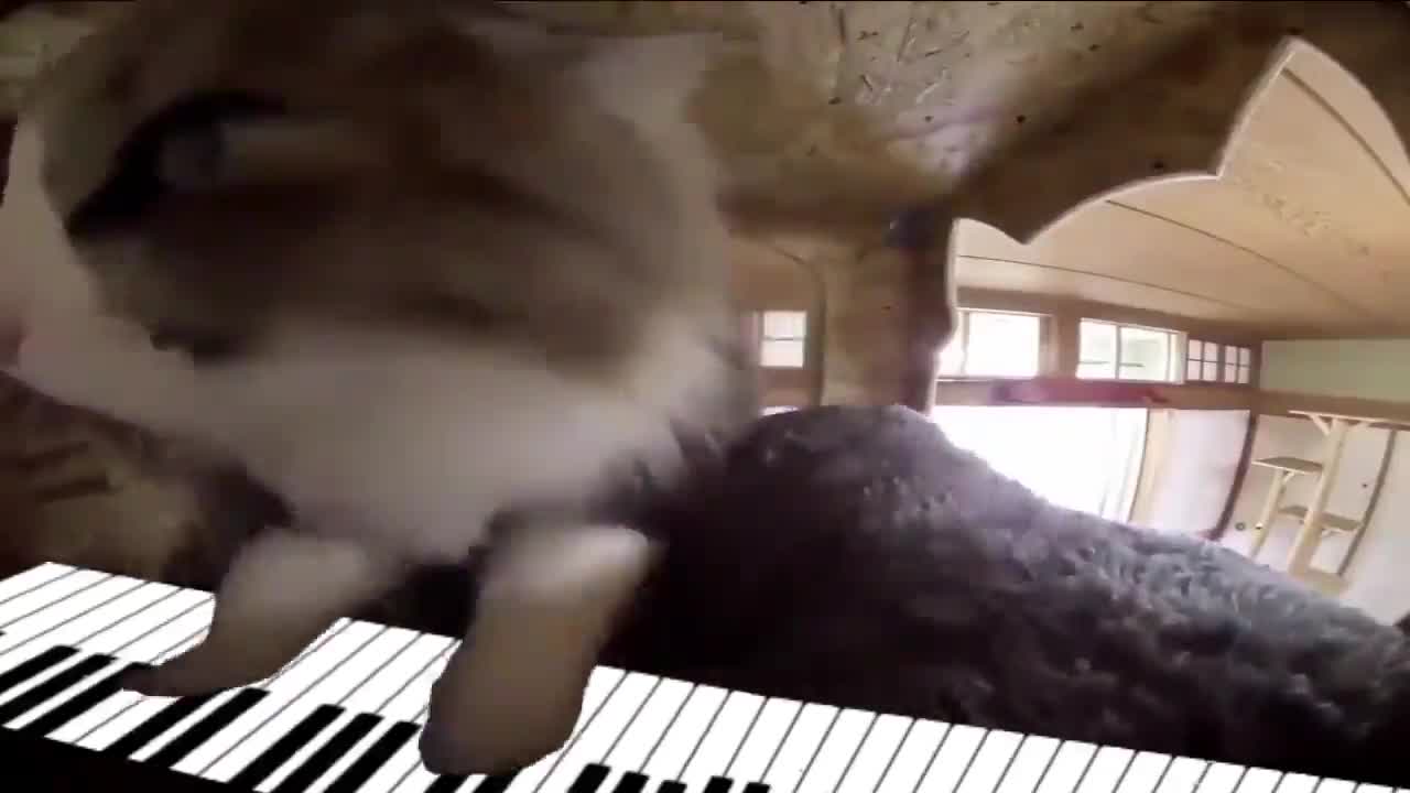 Funny Cat Playing The Piano!
