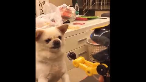 my animals funny