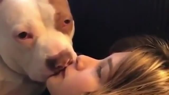 AWESOME PITBULL'S Videos - World's Best PitBull - Funny and Cute American Bulldog Compilation