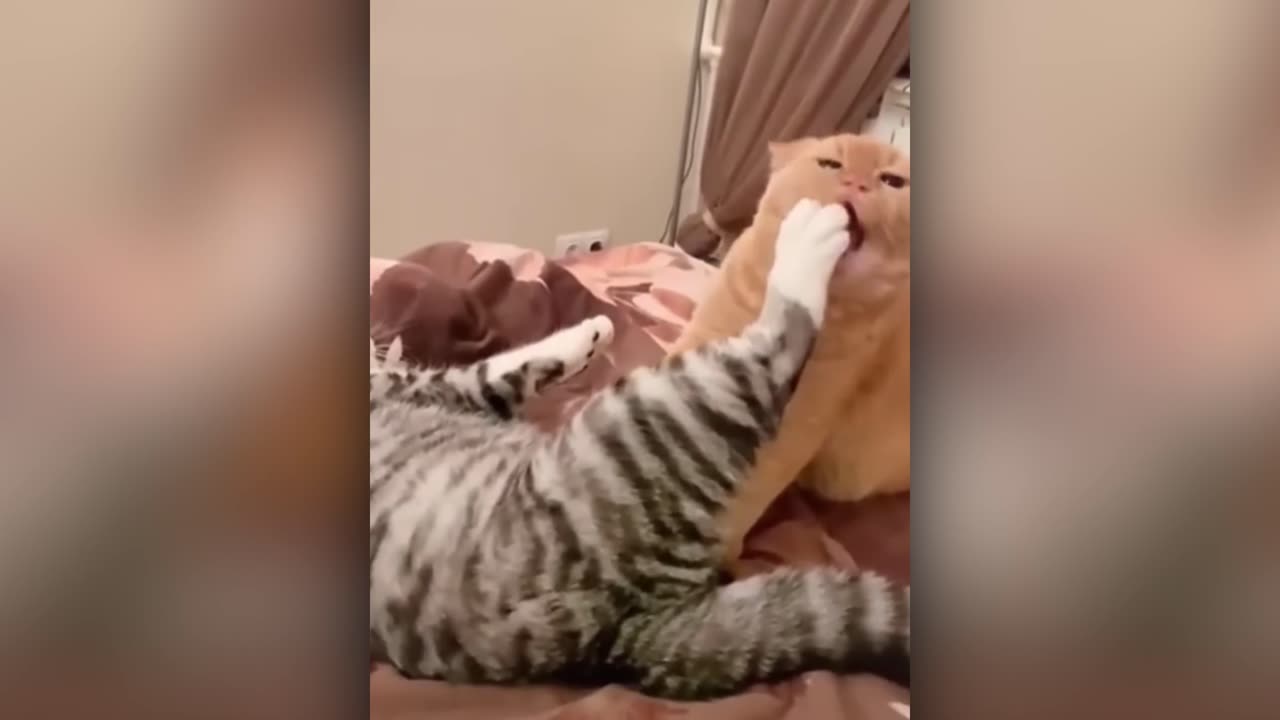 Best Cat Compilation of 2022 Part 1