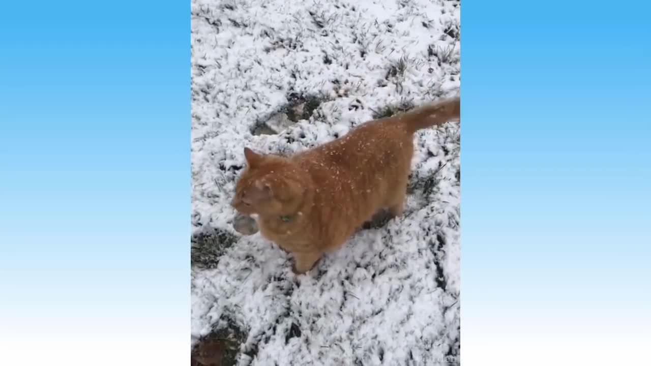 Funniest Pets 😹 Don't try to hold back Laughter 🤣🤣#9 Catanddogsvideos