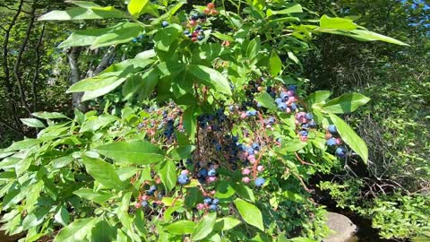 Blueberries