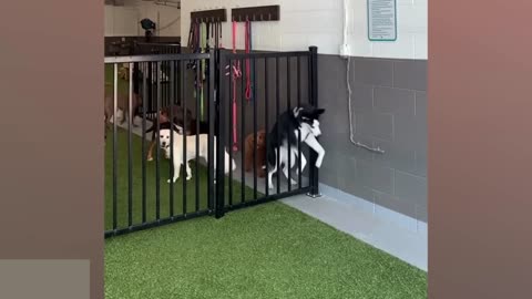Huskies are the Ultimate Drama Queens! 🤣 Funny Animals Videos 2024