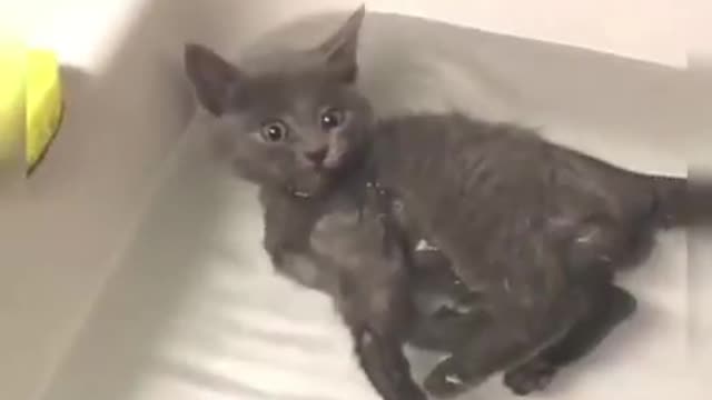 Cat in bathtub, funny cats