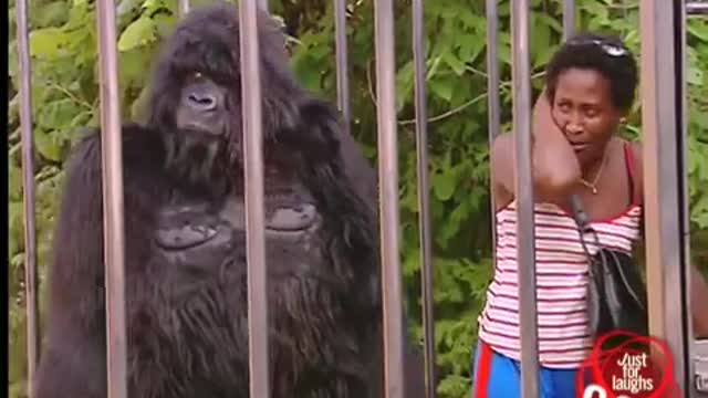 Gorilla frank funny video