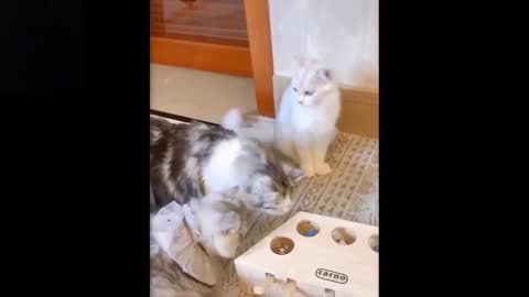 Cute And Funny cat you must watch