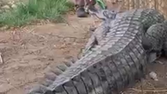 Can Nile Crocodiles be trained... let's find out... at Colorado Gator Farm