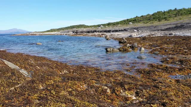 Seaweed in the bay through low islands