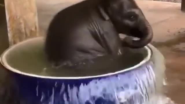 Elephant kid trying to get bath by himself