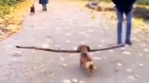 Funny dog baby